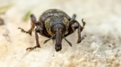 Ako sa zbaviť weevils v byte